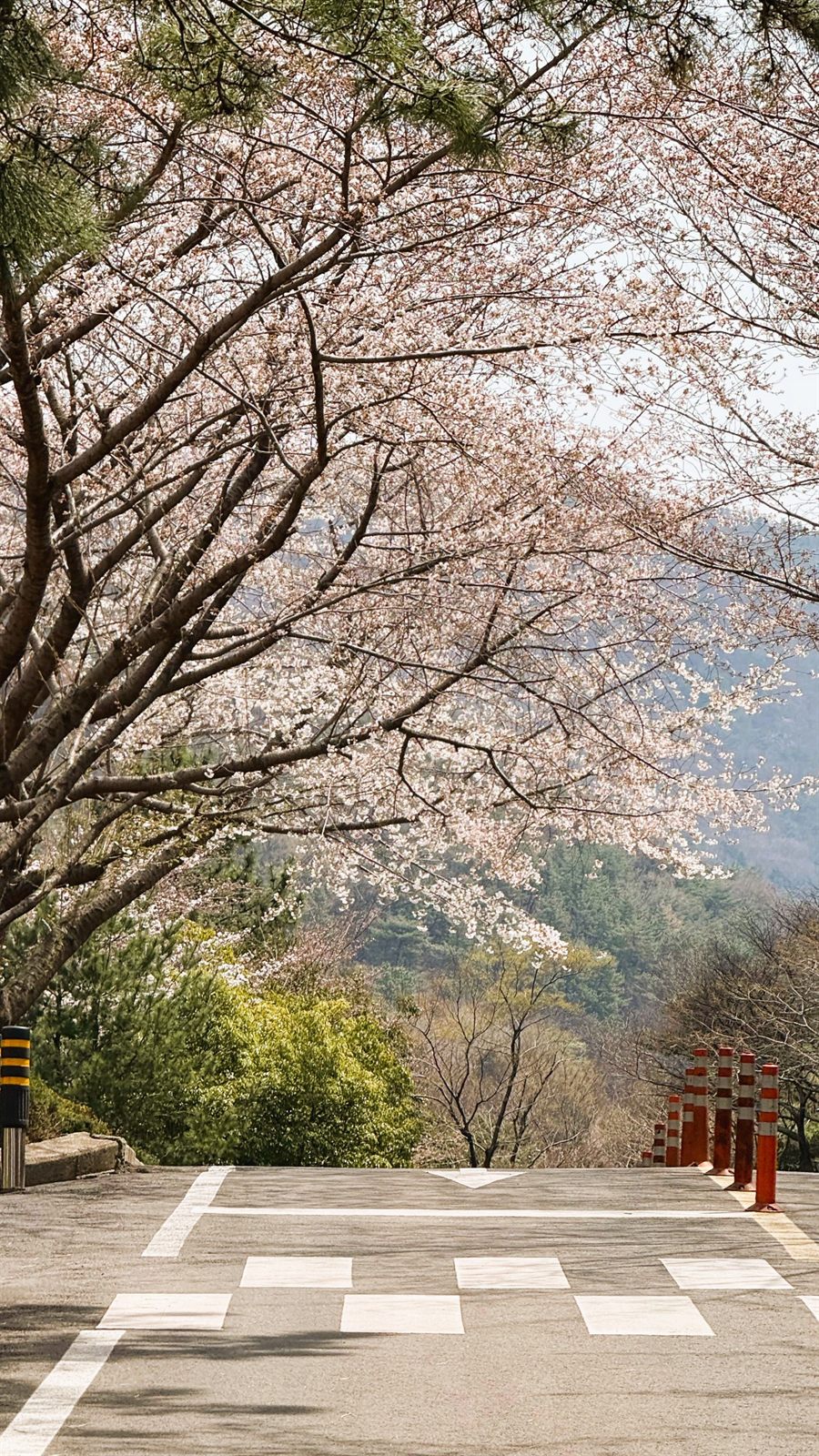 Campus in Bloom